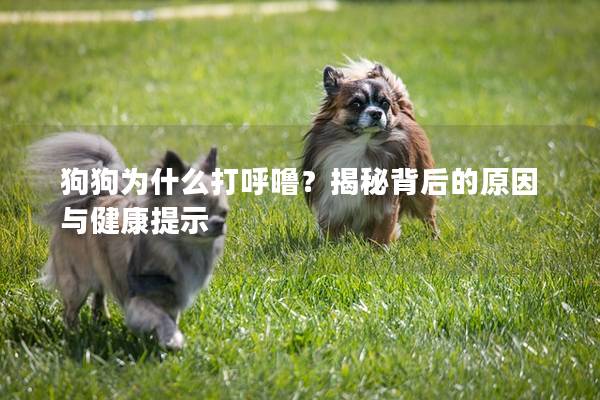 狗狗为什么打呼噜？揭秘背后的原因与健康提示