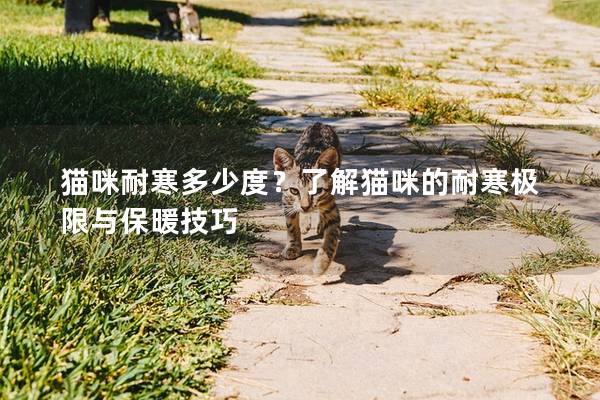 猫咪耐寒多少度？了解猫咪的耐寒极限与保暖技巧