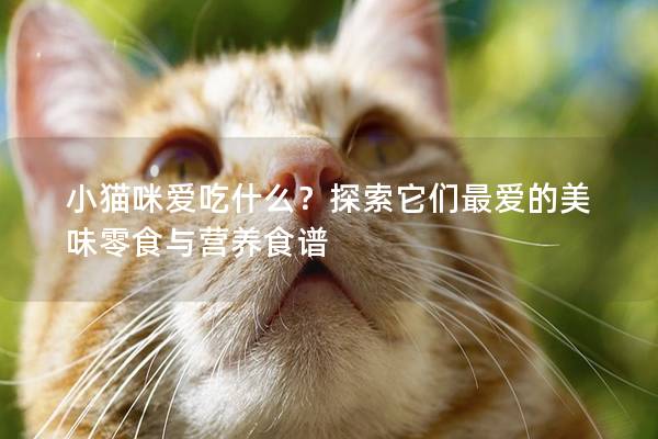 小猫咪爱吃什么？探索它们最爱的美味零食与营养食谱