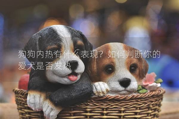 狗狗内热有什么表现？如何判断你的爱犬是否发热