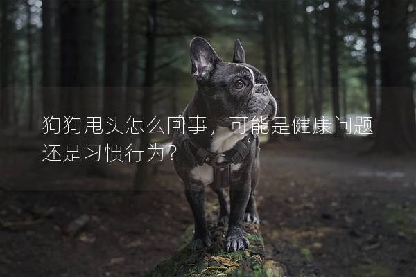 狗狗甩头怎么回事，可能是健康问题还是习惯行为？