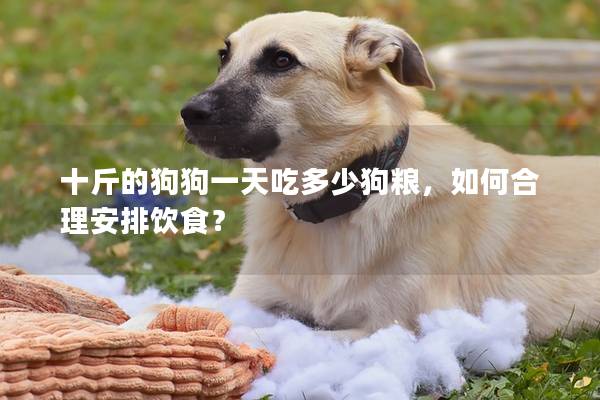 十斤的狗狗一天吃多少狗粮，如何合理安排饮食？