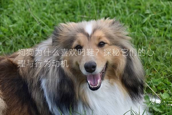 狗狗为什么喜欢叼鞋？探秘它们的心理与行为动机