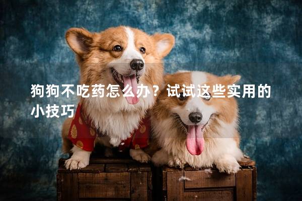 狗狗不吃药怎么办？试试这些实用的小技巧