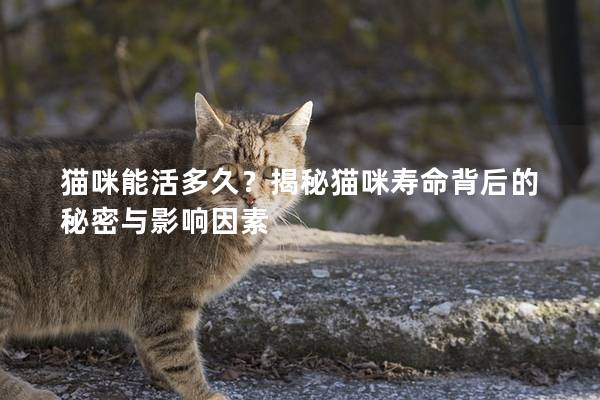 猫咪能活多久?揭秘猫咪寿命背后的秘密与影响因素 猫咪能活多久?揭秘猫咪寿命背后的秘密与影响因素