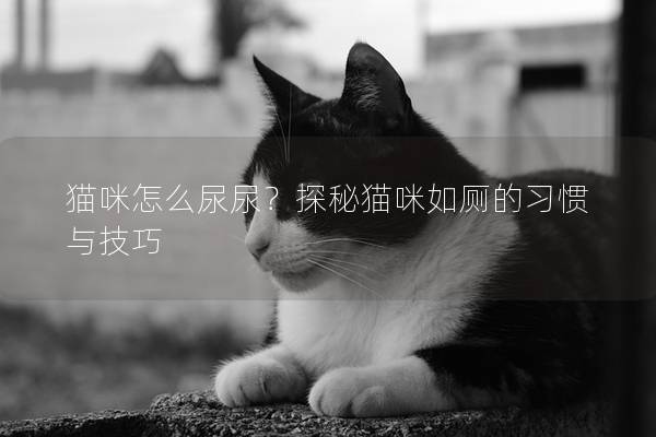 猫咪怎么尿尿？探秘猫咪如厕的习惯与技巧