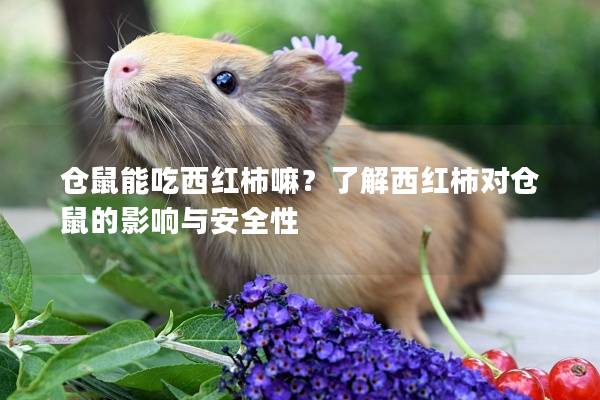 仓鼠能吃西红柿嘛？了解西红柿对仓鼠的影响与安全性