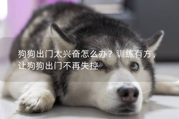 狗狗出门太兴奋怎么办?训练有方,让狗狗出门不再失控 狗狗出门太兴奋怎么办?训练有方,让狗狗出门不再失控