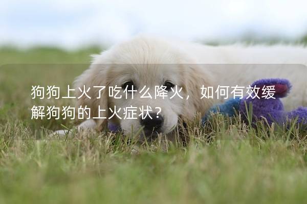 狗狗上火了吃什么降火，如何有效缓解狗狗的上火症状？