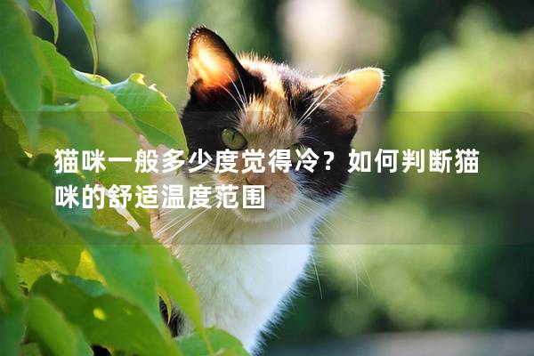 猫咪一般多少度觉得冷？如何判断猫咪的舒适温度范围