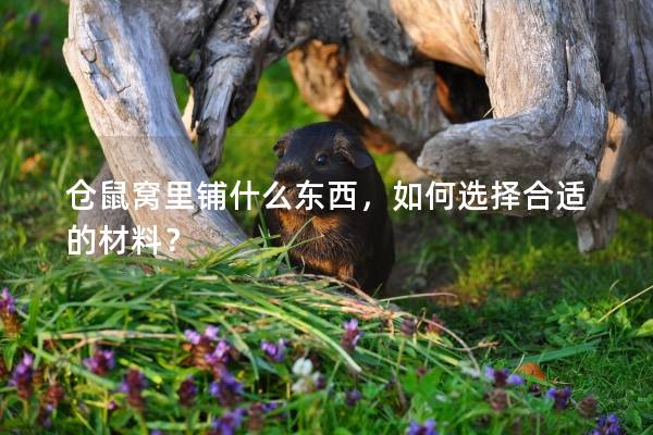 仓鼠窝里铺什么东西，如何选择合适的材料？