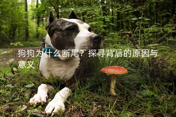 狗狗为什么断尾？探寻背后的原因与意义