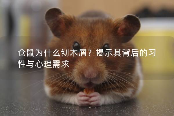 仓鼠为什么刨木屑？揭示其背后的习性与心理需求