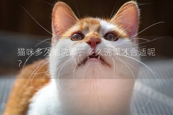 猫咪多久能洗澡,多久洗澡才合适呢? 猫咪多久能洗澡,多久洗澡才合适呢?