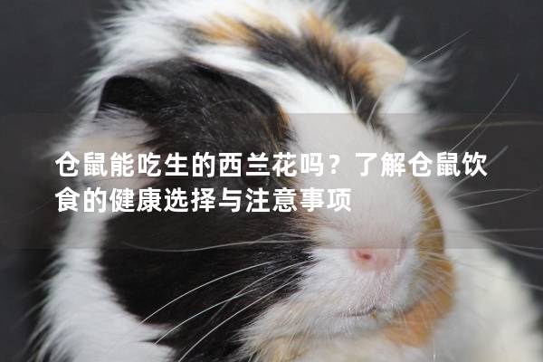 仓鼠能吃生的西兰花吗？了解仓鼠饮食的健康选择与注意事项