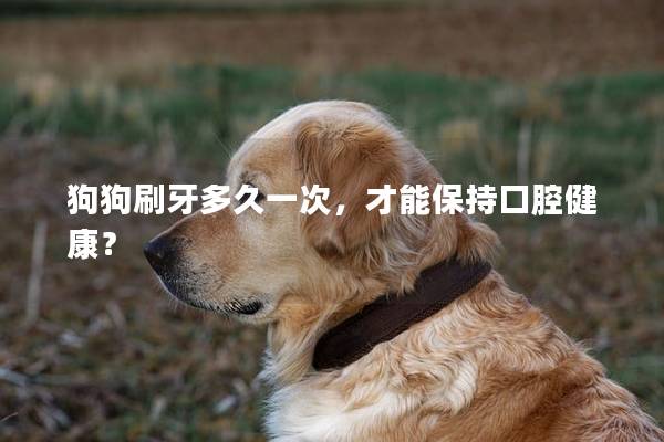 狗狗刷牙多久一次，才能保持口腔健康？