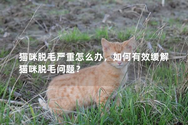 猫咪脱毛严重怎么办,如何有效缓解猫咪脱毛问题? 猫咪脱毛严重怎么办,如何有效缓解猫咪脱毛问题?