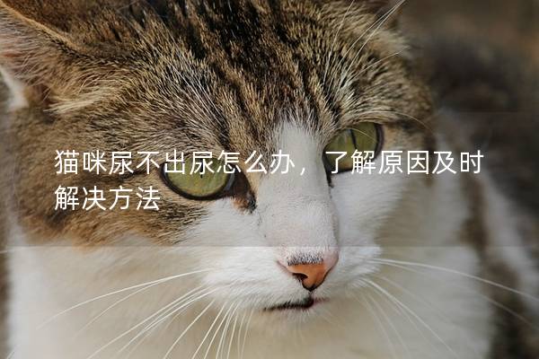 猫咪尿不出尿怎么办，了解原因及时解决方法