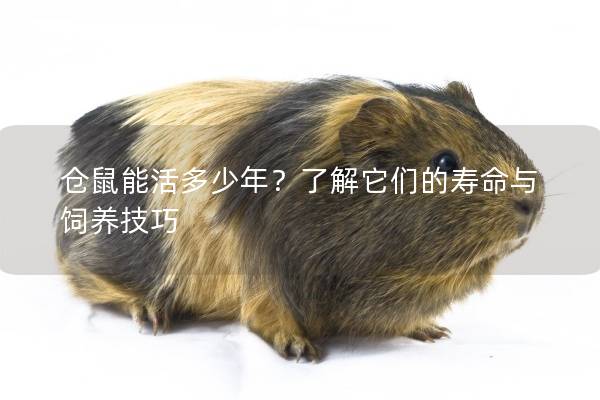 仓鼠能活多少年？了解它们的寿命与饲养技巧