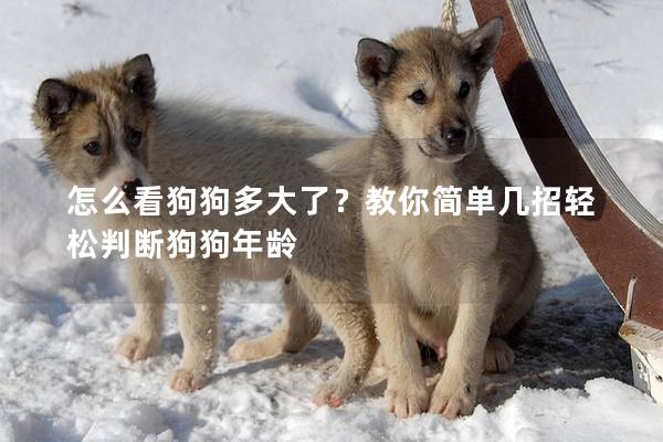 怎么看狗狗多大了？教你简单几招轻松判断狗狗年龄