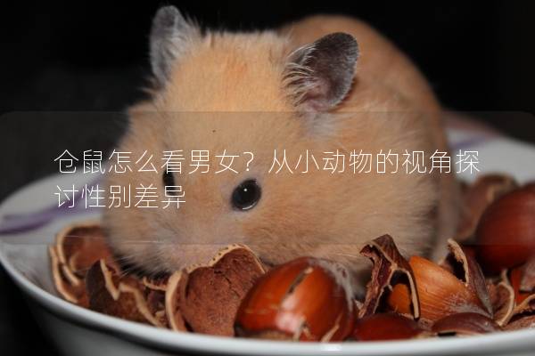 仓鼠怎么看男女?从小动物的视角探讨性别差异 仓鼠怎么看男女?从小动物的视角探讨性别差异