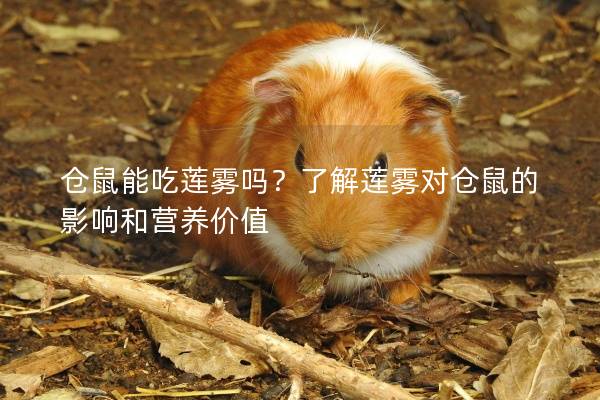 仓鼠能吃莲雾吗？了解莲雾对仓鼠的影响和营养价值