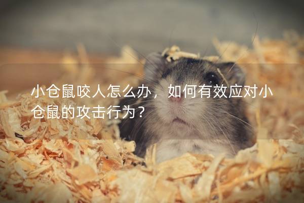 小仓鼠咬人怎么办，如何有效应对小仓鼠的攻击行为？