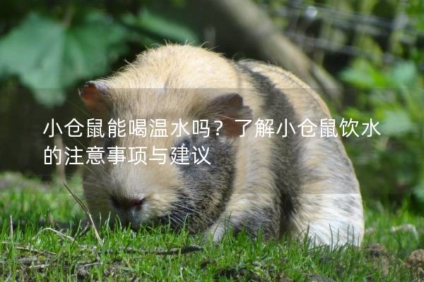 小仓鼠能喝温水吗？了解小仓鼠饮水的注意事项与建议