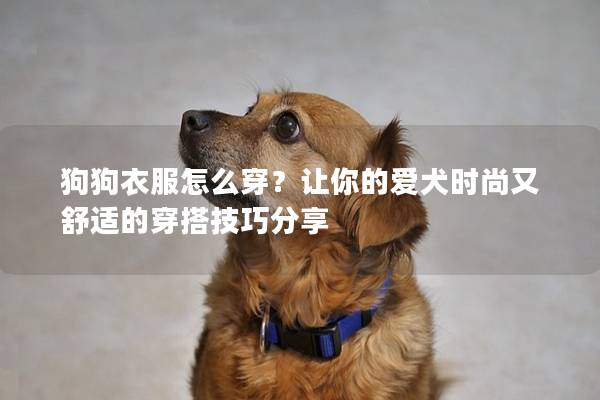 狗狗衣服怎么穿？让你的爱犬时尚又舒适的穿搭技巧分享