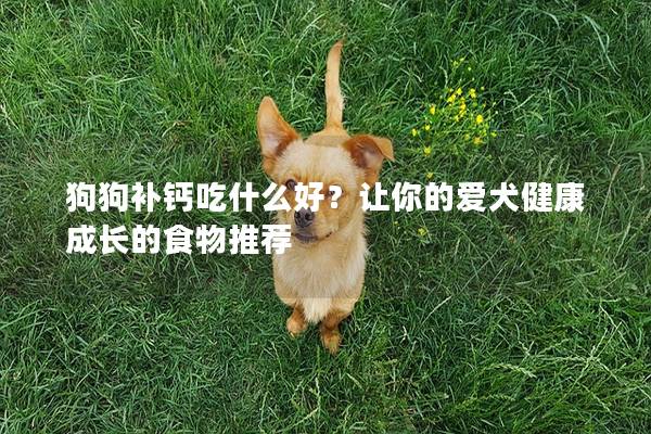狗狗补钙吃什么好？让你的爱犬健康成长的食物推荐