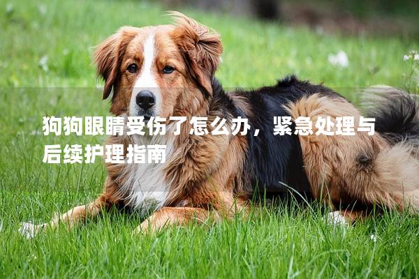 狗狗眼睛受伤了怎么办，紧急处理与后续护理指南