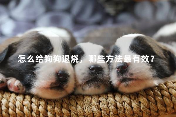 怎么给狗狗退烧，哪些方法最有效？