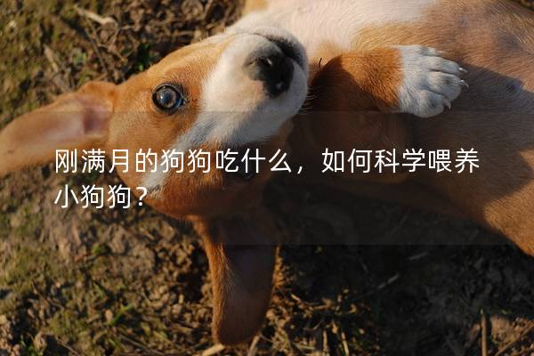 刚满月的狗狗吃什么，如何科学喂养小狗狗？