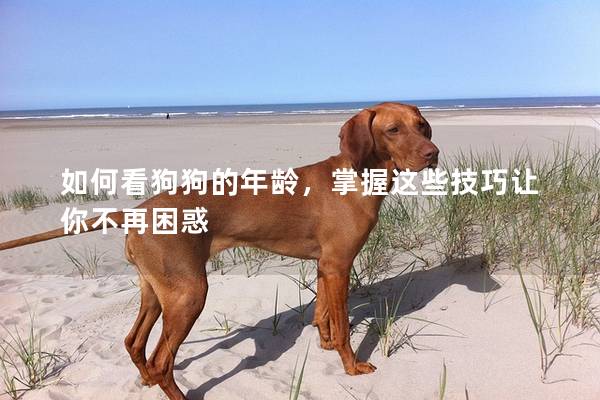 如何看狗狗的年龄,掌握这些技巧让你不再困惑 如何看狗狗的年龄,掌握这些技巧让你不再困惑