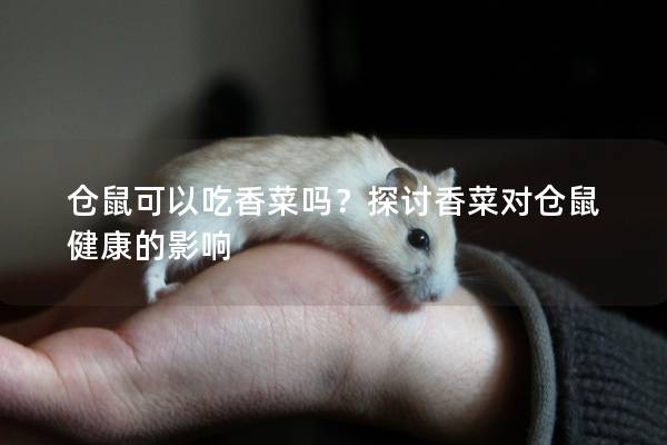 仓鼠可以吃香菜吗？探讨香菜对仓鼠健康的影响