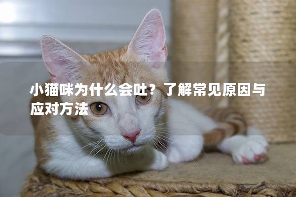 小猫咪为什么会吐？了解常见原因与应对方法