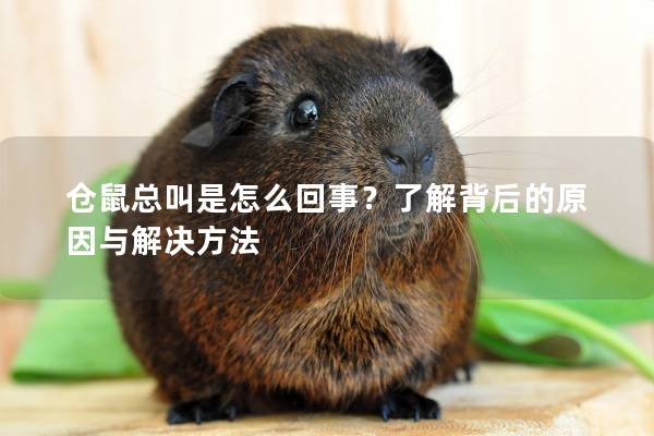 仓鼠总叫是怎么回事？了解背后的原因与解决方法