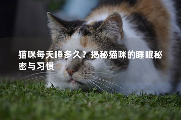 猫咪每天睡多久？揭秘猫咪的睡眠秘密与习惯