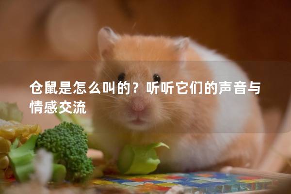 仓鼠是怎么叫的？听听它们的声音与情感交流