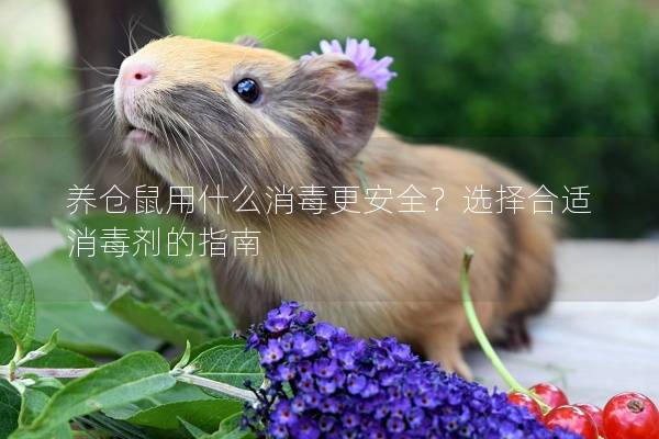养仓鼠用什么消毒更安全？选择合适消毒剂的指南