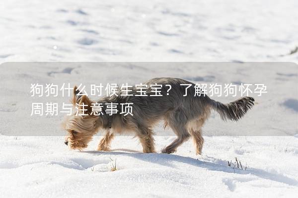 狗狗什么时候生宝宝？了解狗狗怀孕周期与注意事项
