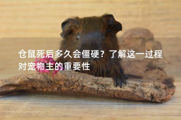 仓鼠死后多久会僵硬？了解这一过程对宠物主的重要性