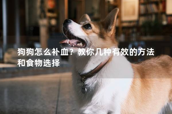 狗狗怎么补血？教你几种有效的方法和食物选择