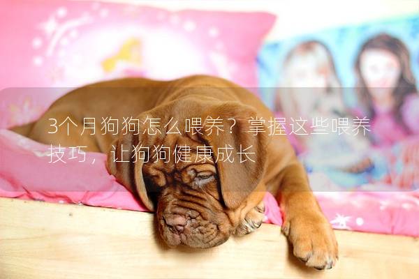 3个月狗狗怎么喂养？掌握这些喂养技巧，让狗狗健康成长