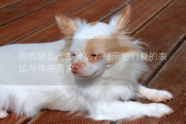 狗狗舔你代表什么？揭示它们爱的表达与情感需求