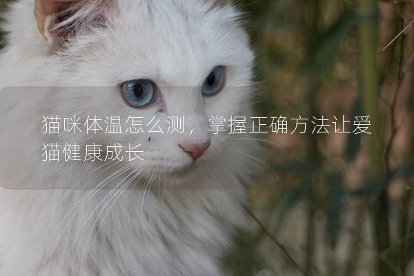 猫咪体温怎么测，掌握正确方法让爱猫健康成长