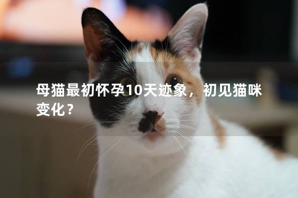 母猫最初怀孕10天迹象，初见猫咪变化？