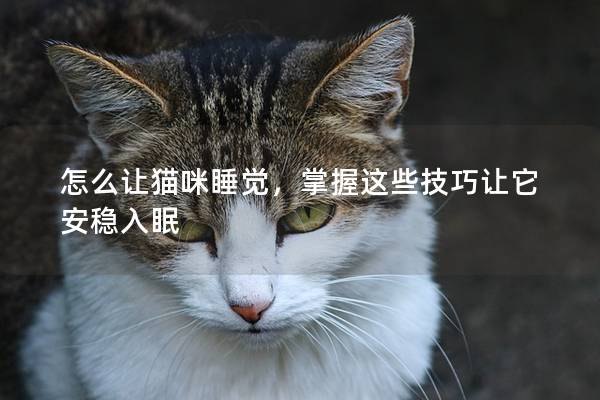 怎么让猫咪睡觉，掌握这些技巧让它安稳入眠