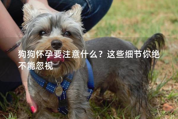 狗狗怀孕要注意什么？这些细节你绝不能忽视