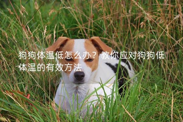 狗狗体温低怎么办？教你应对狗狗低体温的有效方法